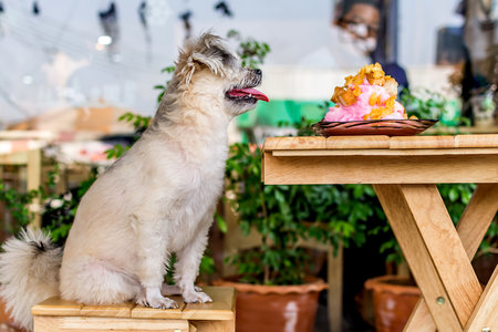White Dog Sitting on a Wooden Bench and Looking at a Plate of Food